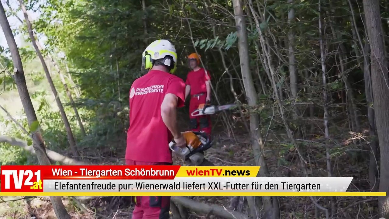 Elefantenfreude pur  Wienerwald liefert XXL-Futter für den Tiergarten