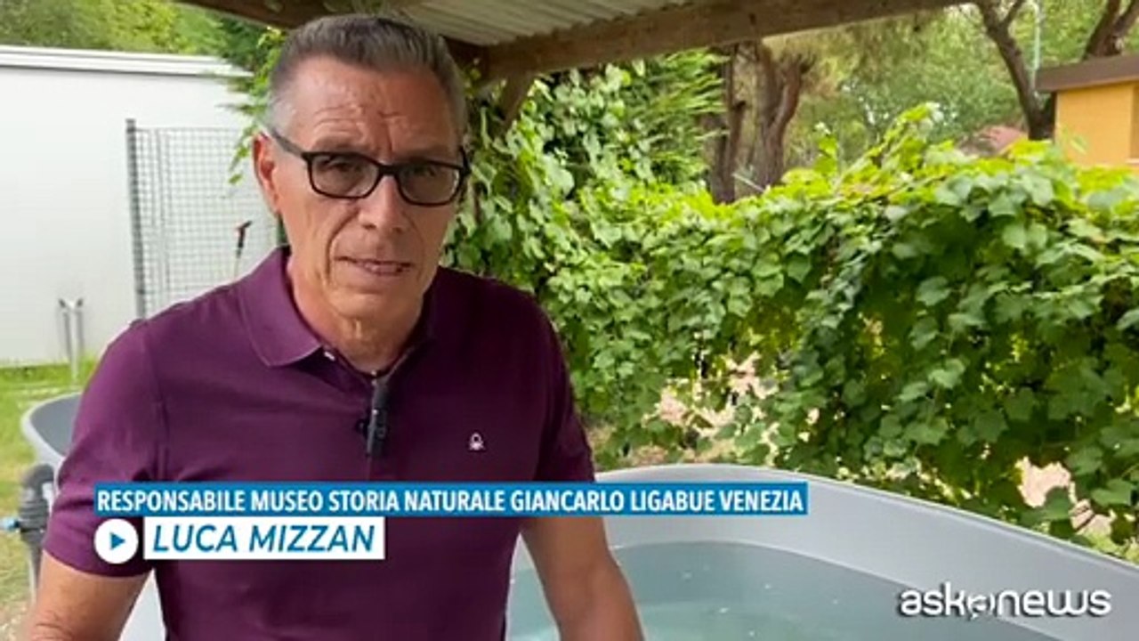 A Venezia, dove si salvano le tartarughe dell'Adriatico