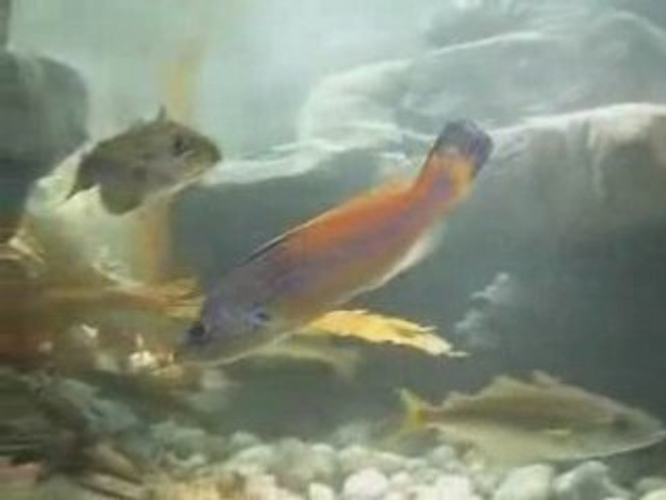 Underwater sounds