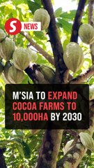 KPK aims to expand cocoa cultivation to 10,000 hectares by 2030