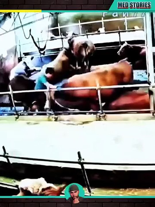 Bizarre Animal Moments Caught on Camera! 🐒📸 Crazy moments caught on camera! From shocking accidents to unbelievable fails — every second will leave you stunned. Watch till the end and don’t forget to follow for more wild content! 🎥#ViralVideo #CaughtOn