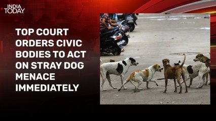 Supreme Court orders immediate capture of stray dogs in Delhi-NCR