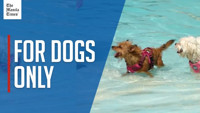 In Spain, dogs stay cool amid heatwave with dog-only swimming pool