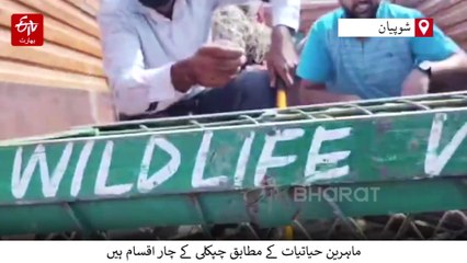 کشمیر کے شوپیان میں پہلی بار مانیٹر چپکلی نمودار، محکمہ وائلڈ لائف نے قابو میں کر لیا