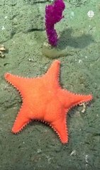 Los streamings del fondo marino que causan furor en las redes