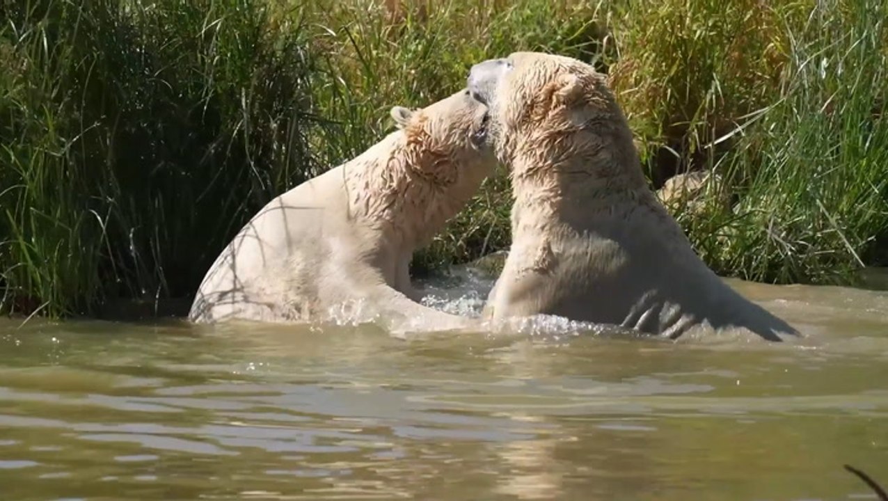 Polar bears cool down with dip in lake at Yorkshire Wildlife Park as UK braces another heatwave