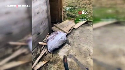 Yayla evlerinden sonra bungalovlara dadandılar: Rize'de ayı krizi