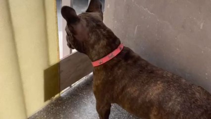 Dog soars with uncontainable excitement as she sees her grandma returning home