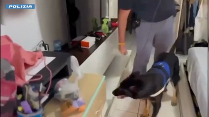 Catania: squadra cinofili della Polizia di Stato trova la droga in un appartamento