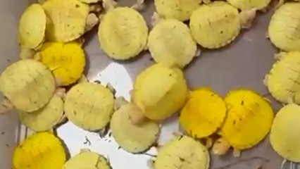 Wildlife Smuggling Bid Foiled at Mumbai Airport