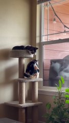 Mischievous Cats Part 2