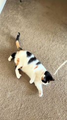 Mischievous Cats Part 3