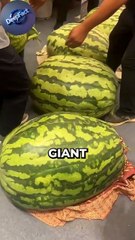 This Farmer grow larger watermelon 🍉 using unique techniques