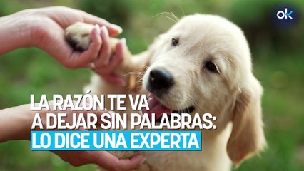 Tu perro no te chupa porque te quiera, la razón te va a dejar sin palabras: lo dice una experta