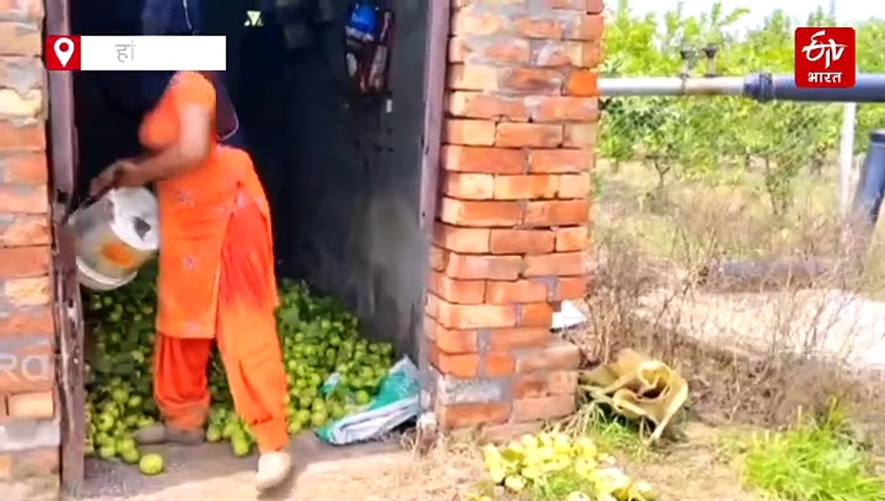 कुरुक्षेत्र में यूट्यूब ने बदली किसान की किस्मत, "ताइवान पिंक अमरूद" की खेती से कर रहा बंपर कमाई