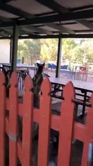 Kangaroos in Australia 🇦🇺