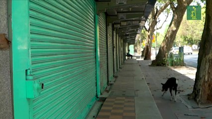 India ordena capturar decenas de miles de perros callejeros en Nueva Delhi