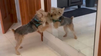 Puppy reacts dramatically after seeing her own reflection in a mirror
