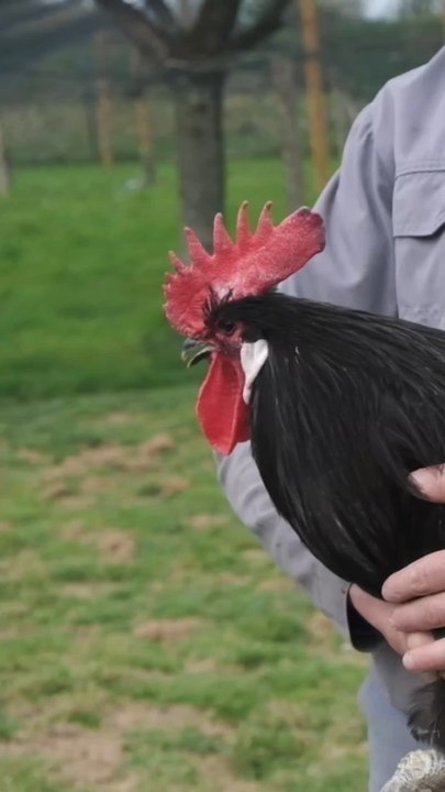 Cet éleveur passionné de poules nous présente la fameuse Courtes-Pattes, une race préservée à l’ @ecomusee_bintinais_rennes ! 🐔Reportage complet à retrouver sur notre chaîne YouTube : CotCot Club (lien en biographie) 🧡