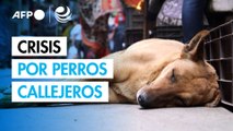 India ordena captura masiva de perros callejeros en Nueva Delhi