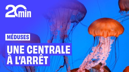 Une centrale nucléaire à l’arrêt à cause… De méduses