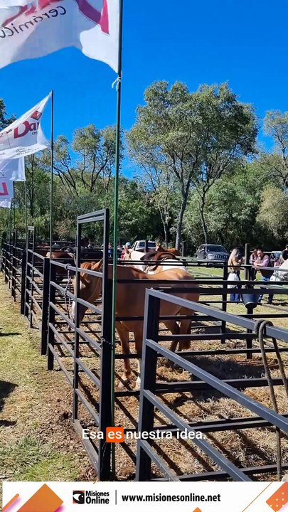 Equinos de alto nivel fueron rematados en la Expo Rural de Misiones