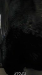 The Hobbit: The Battle of the Five Armies