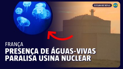 Presença de águas-vivas paralisa a maior usina nuclear da França