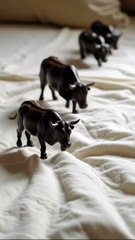 Miniatures Bull