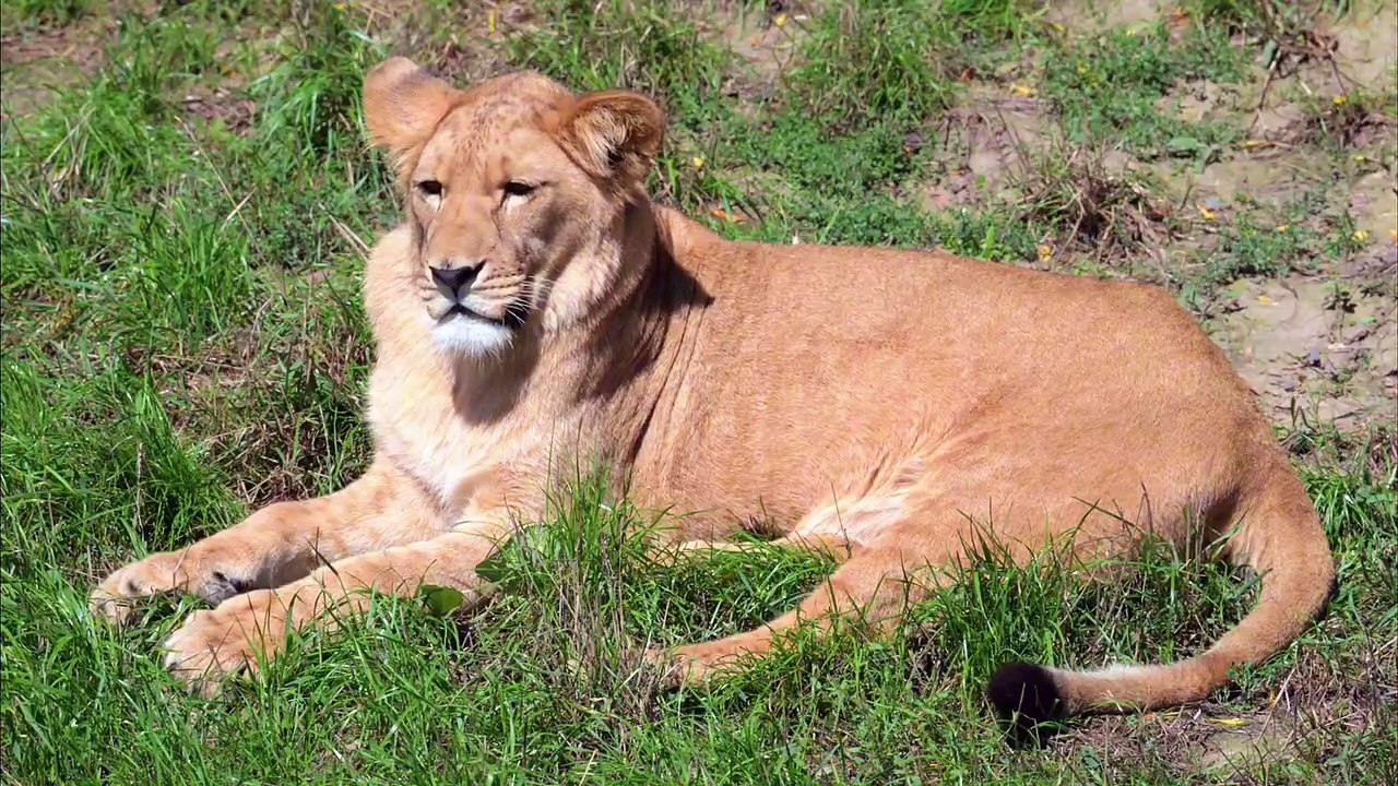 Os animais mais fofos do mundo  n•110