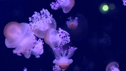 Des méduses font arrêter la centrale de Gravelines