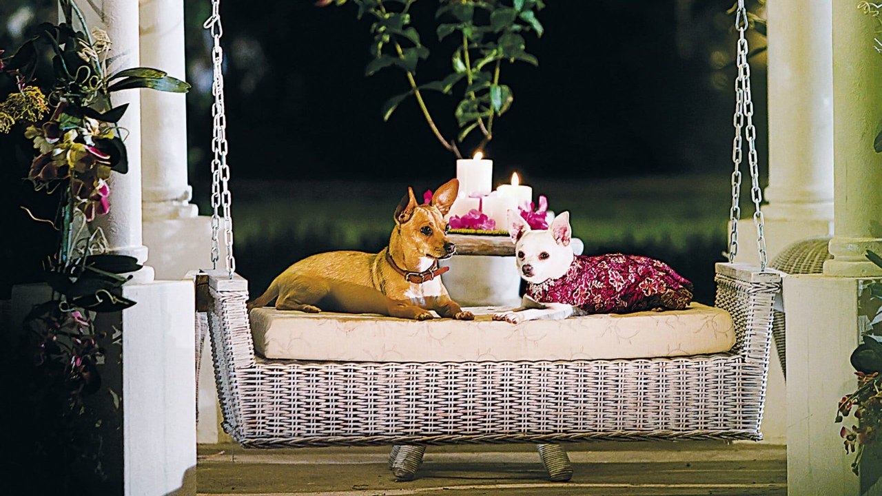 Professionnel Animalier : Métiers, Formations et Avenir, image size:1280x720