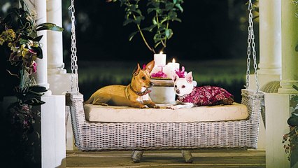 Le chihuahua de Beverly Hills