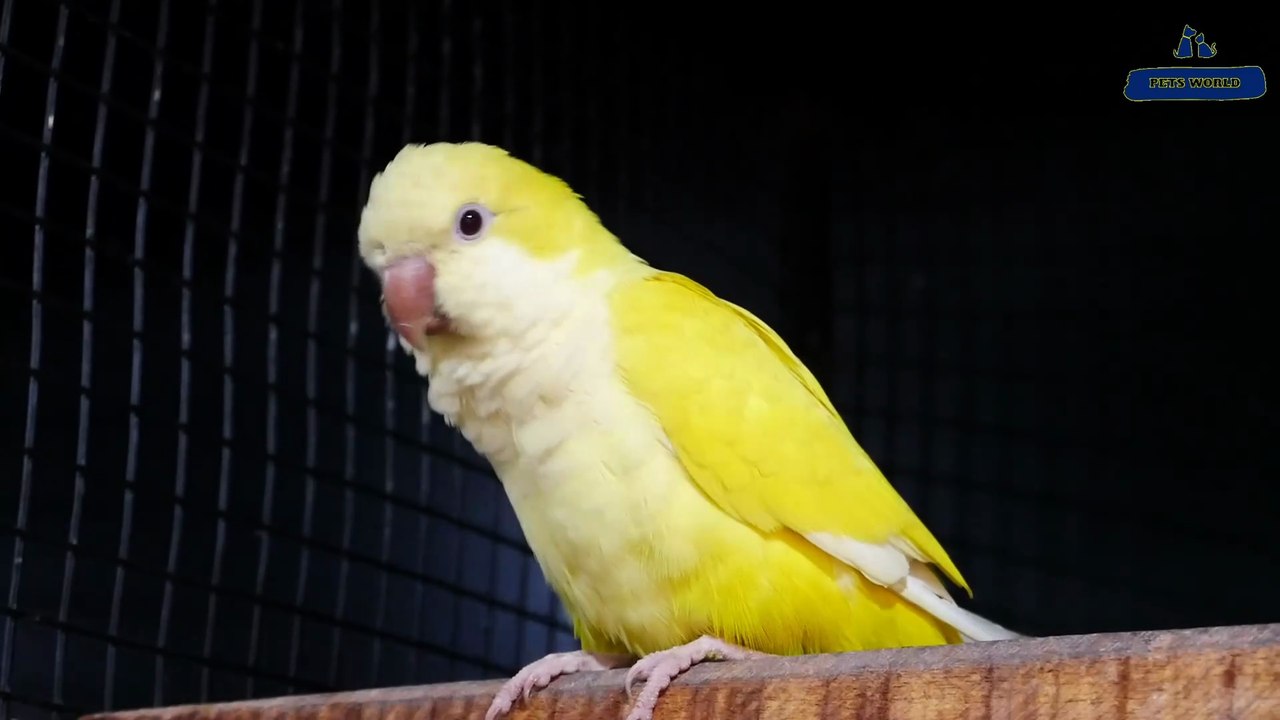 കുഞ്ഞൻ ഫിഞ്ചസ് മുതൽ ആഫ്രിക്കൻ ഗ്രേ പാരറ്റ് വരെയുള്ള അലങ്കാര പക്ഷികൾ| African Grey Parrot | Lorikeet| Monk Parrot | Finches"മിക്കി  പെറ്റ്സ്" ബി‌ജെ‌പി ജില്ലാ ഓഫീസിന് സമീപം,പത്തനംതിട്ട.ഫോണ്‍ നമ്പര്‍ - 80896 90746/98463 90746/ 0468 2964521