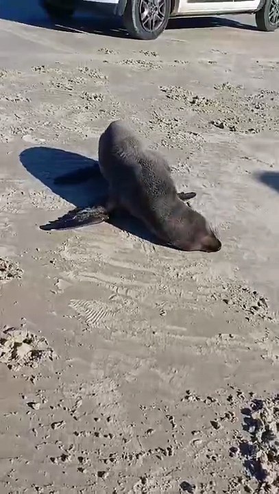 Cinco lobos-marinhos são flagrados descansando em praias do Extremo Sul de SC