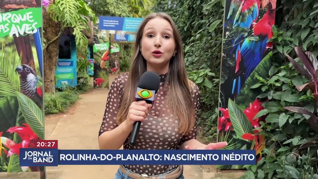 Parque no Paraná registra nascimento inédito de rolinha-do-planalto