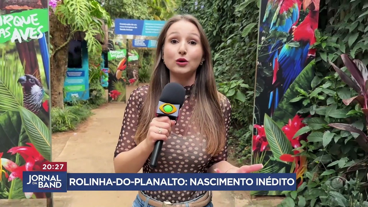 Parque no Paraná registra nascimento inédito de rolinha-do-planalto