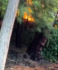 Çanakkale'deki yangında orman işçileri, 2 köpek yavrusu ile kaplumbağayı kurtardı