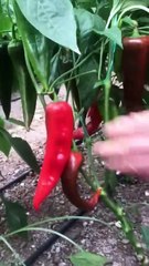 capia pepper harvest