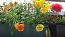 Fleurs sous la pluie