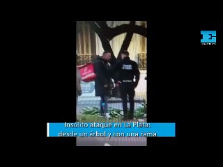 Insólito ataque en La Plata, desde un árbol y con una rama