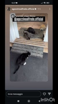 agozzino Alfredo i miei amori gatti e cani