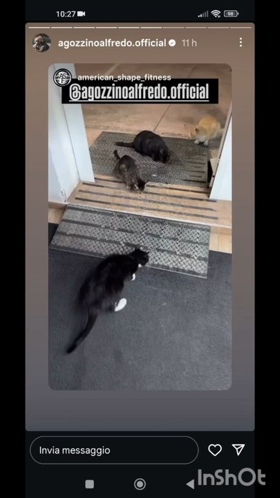 agozzino Alfredo i miei amori gatti e cani