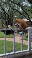 Orange Cat Slaps Raccoon Twice on Fence