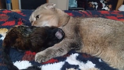 Cat Grooms Saddleback Tamarin