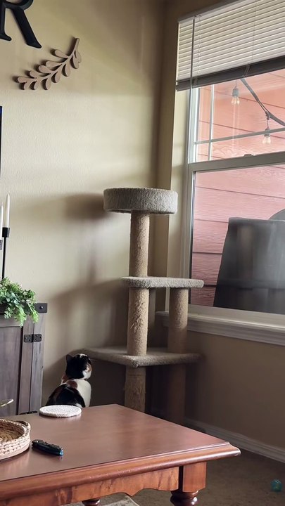 Mischievous Cats Part 11