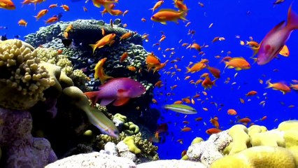 Liburan ke Australia? Jangan Lewatkan 10 Tempat Keren Ini!