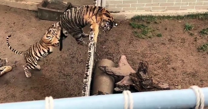 Tiger visits its neighbour hyena - Tiger vs hyena Fight Video