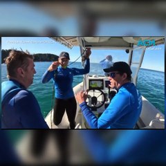 Dolphin calf reunited with mum after dramatic rescue from fishing wire