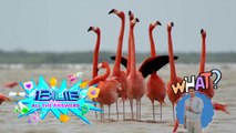 iBilib: The Colorful Secret of Flamingos!
